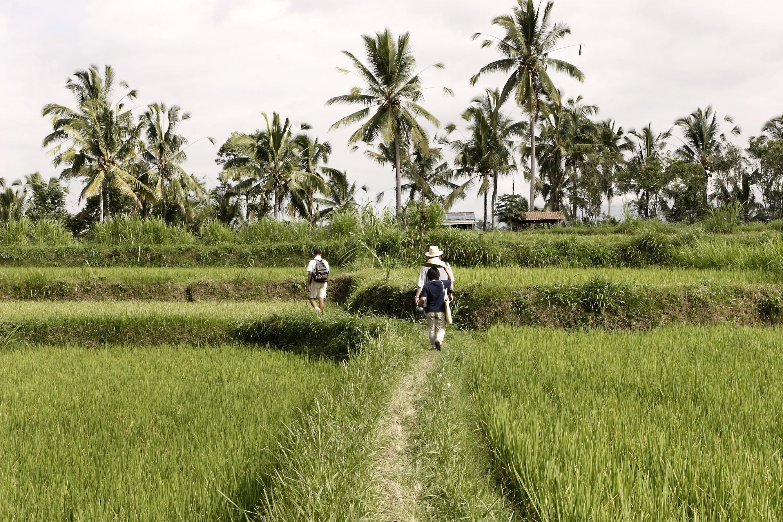 Hanging Gardens Of Bali Ουμπούντ Εξωτερικό φωτογραφία